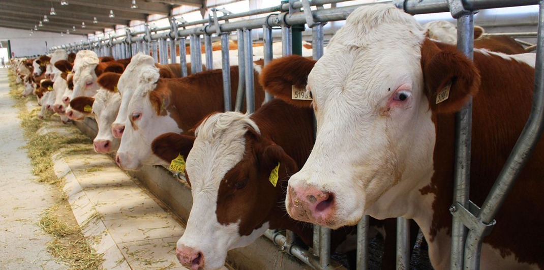 Bandırma Besi Tesisi